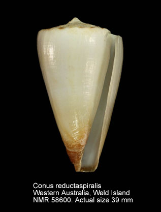 Conus reductaspiralis.jpg - Conus reductaspiralisWalls,1979